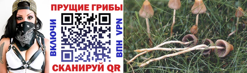 цены   Новосибирск  Галлюциногенные грибы Psilocybine cubensis 